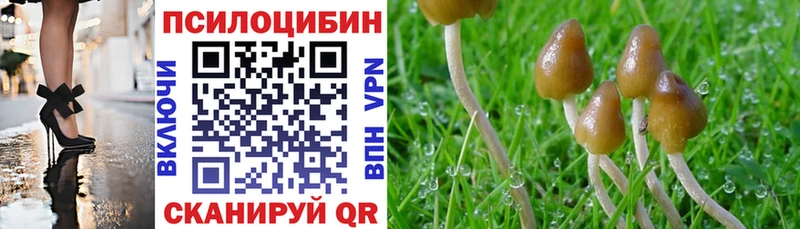 Галлюциногенные грибы Cubensis  Купить закладки  Сурск 